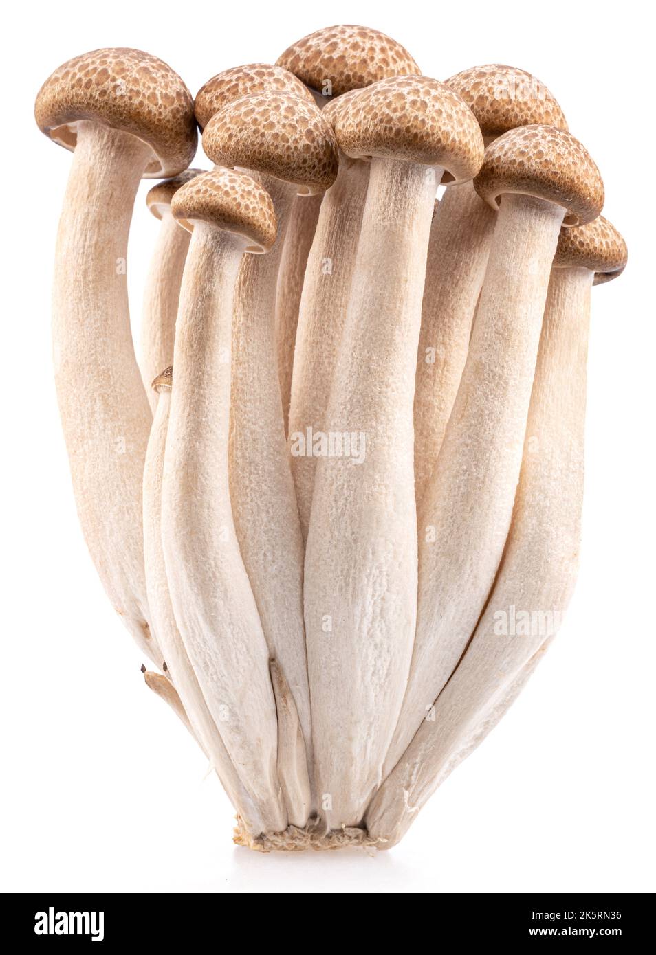 Cluster von Hon shimeji essbaren japanischen Pilzen isoliert auf weißem Hintergrund. Nahaufnahme. Stockfoto