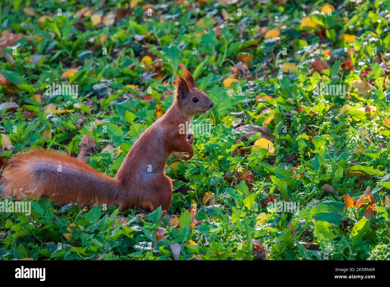 Niedliches rotes Eichhörnchen, das auf zwei Beinen auf der grünen Sonnenwiese steht Stockfoto