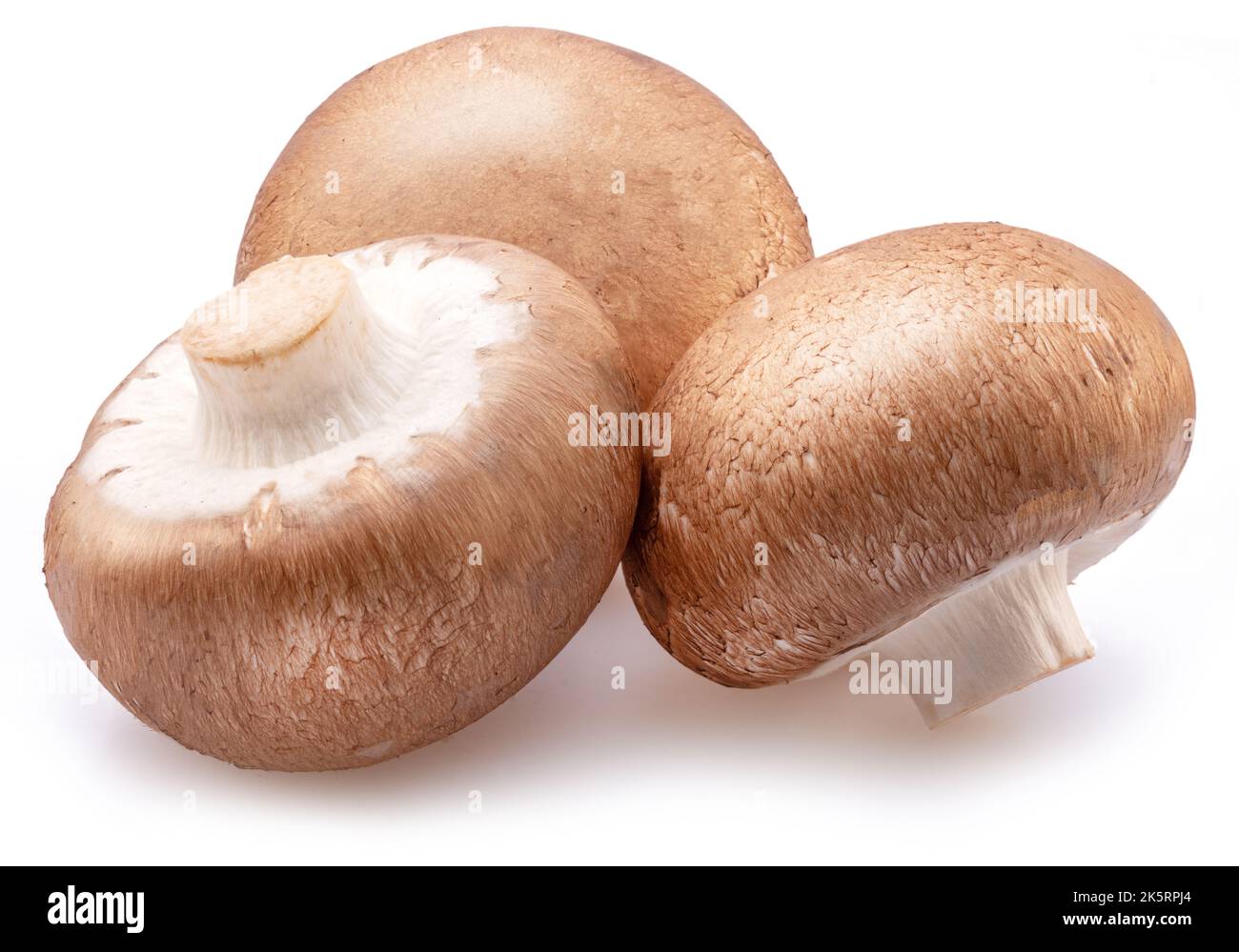 Braune Kappenchampignons isoliert auf weißem Hintergrund. Nahaufnahme. Stockfoto