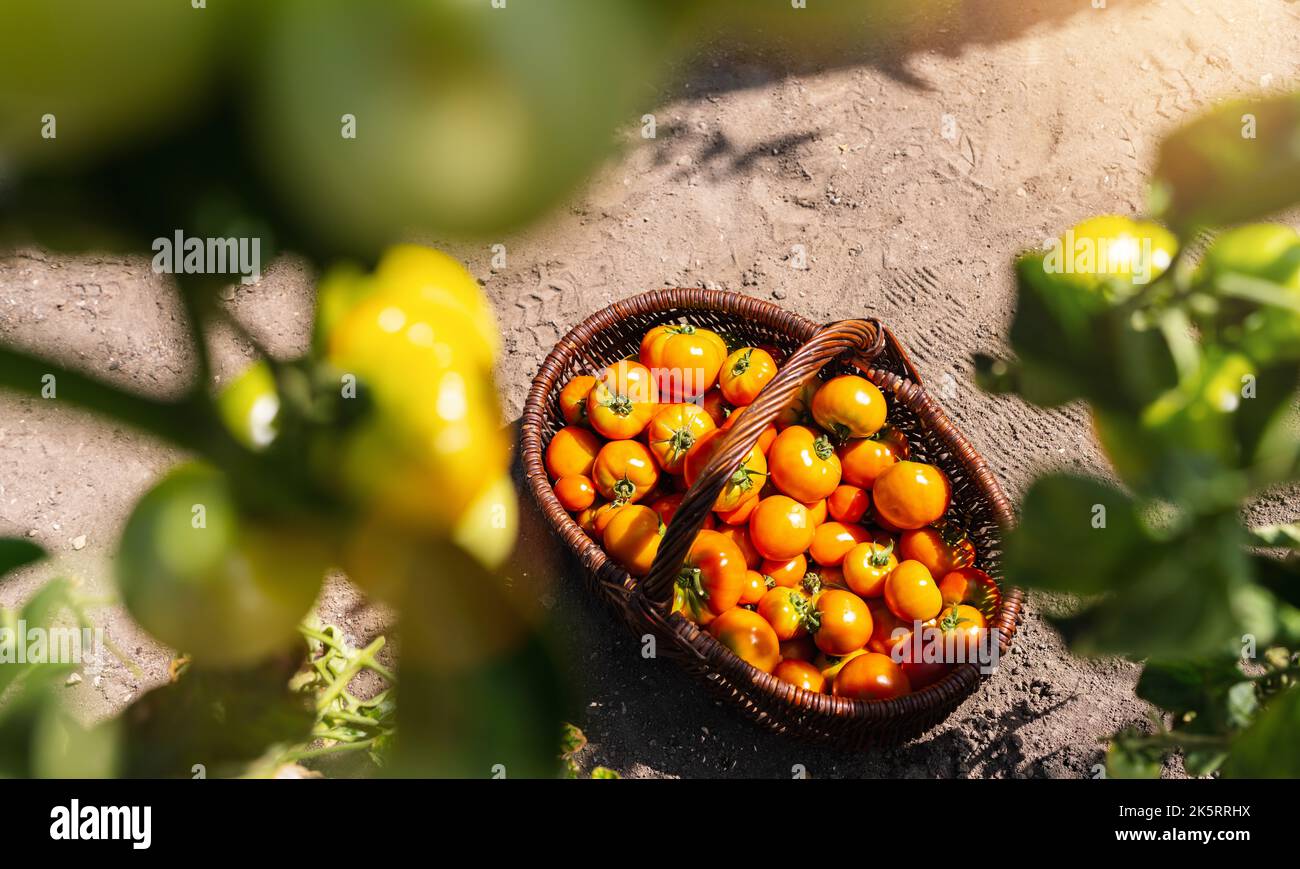 Verschiedene Tomaten in einem Korb am Gewächshaus. Tomaten in einem Gewächshaus ernten. Image des Konzepts für eine gesunde Lebensmittelproduktion Stockfoto