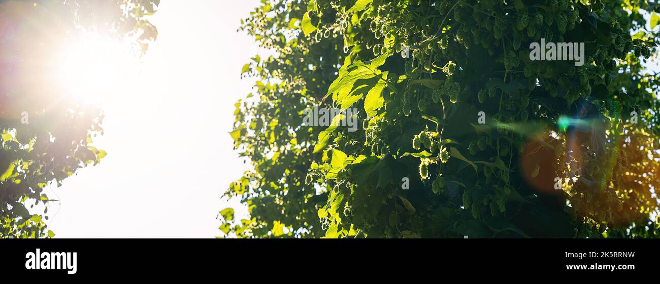 Hopfenfeld, blauer Himmel und Sonnenlicht Bannergröße Stockfoto