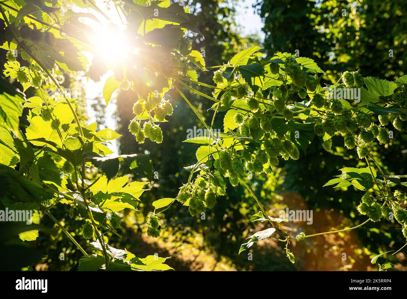 Hop grüne Kegel an sonnigen Tagen, Deutschland. Große Hopfenpflanzen im weltgrößten Bereich der Hopfenlandwirtschaft Stockfoto