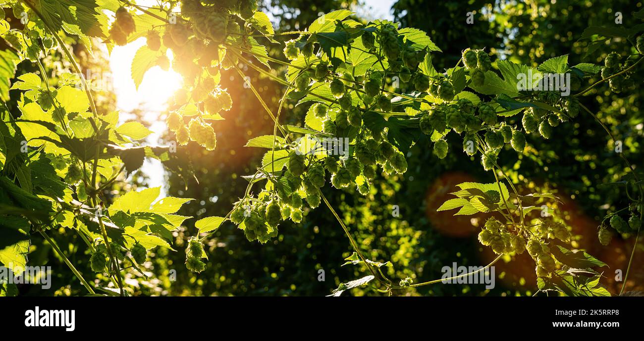 Hopfen Sie Kegel und Blätter. Große Hopfenpflanzen im weltgrößten Bereich der Hopfenlandwirtschaft, Deutschland, Banner Stockfoto