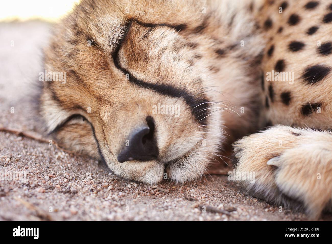 Gepard, Wildtiere und junge Tiere schlafen, sich ausruhen oder entspannen in einem Zoo, in dem es gefangen gehalten wird. Nahaufnahme von Raubtieren, Jägern oder Wildkatzen, die ruhen Stockfoto