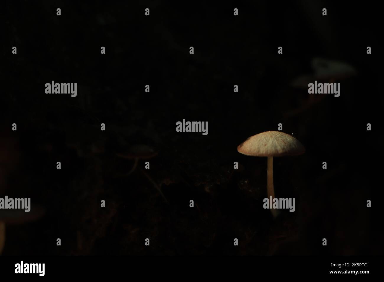 Pilz auf Baumstamm mit grünem Hintergrund und Kopierraum Stockfoto