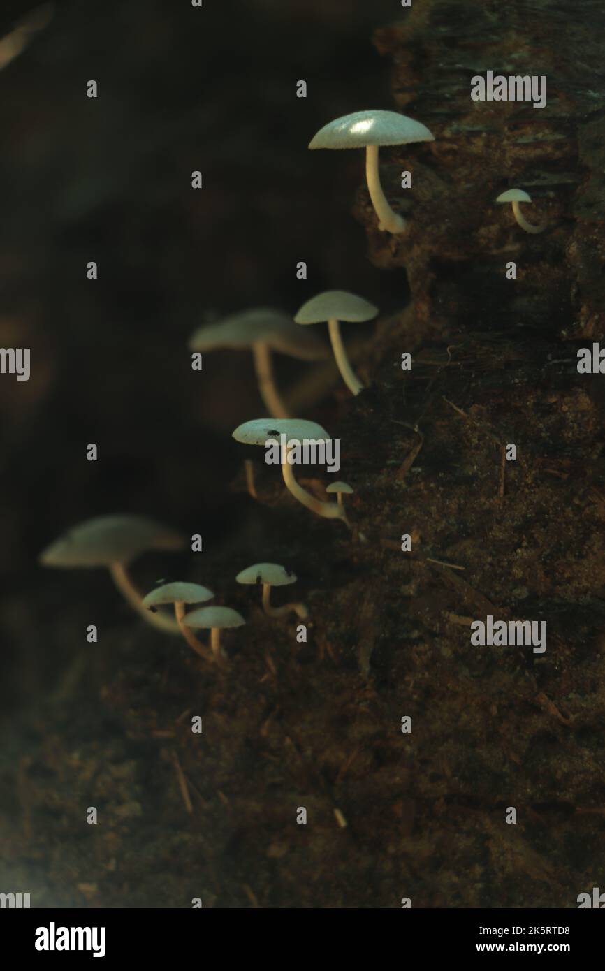 Pilz auf Baumstamm mit grünem Hintergrund und Kopierraum Stockfoto