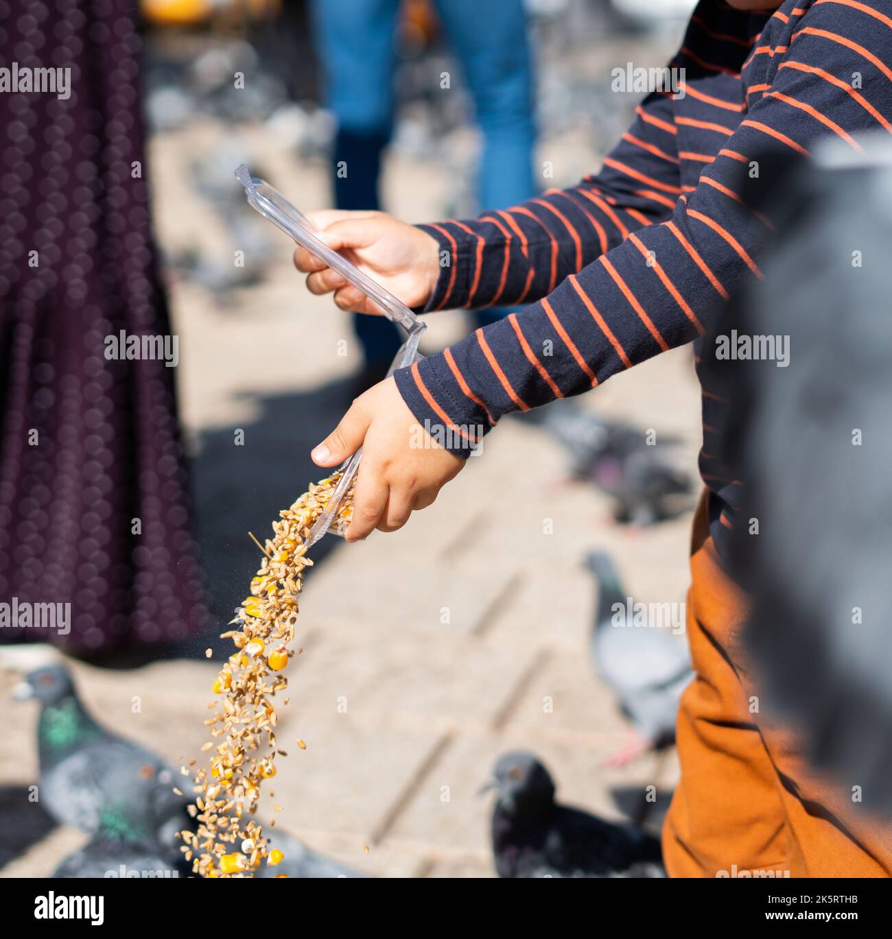 Ein Junge (nicht erkennbar) verschüttet Mais und Weizen aus einer Plastikbox an die Vögel Stockfoto