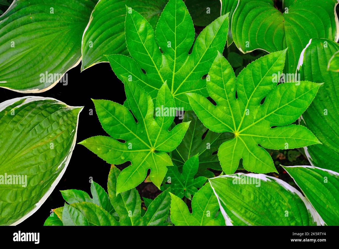 Glänzende, geschnitzte Blätter von Fatsia Japanica, japanische Aralia oder Hochglanzpapier-Pflanze unter den Blättern von Wirten - eine exotische Gartendekoration. Gartenarbeit, l Stockfoto