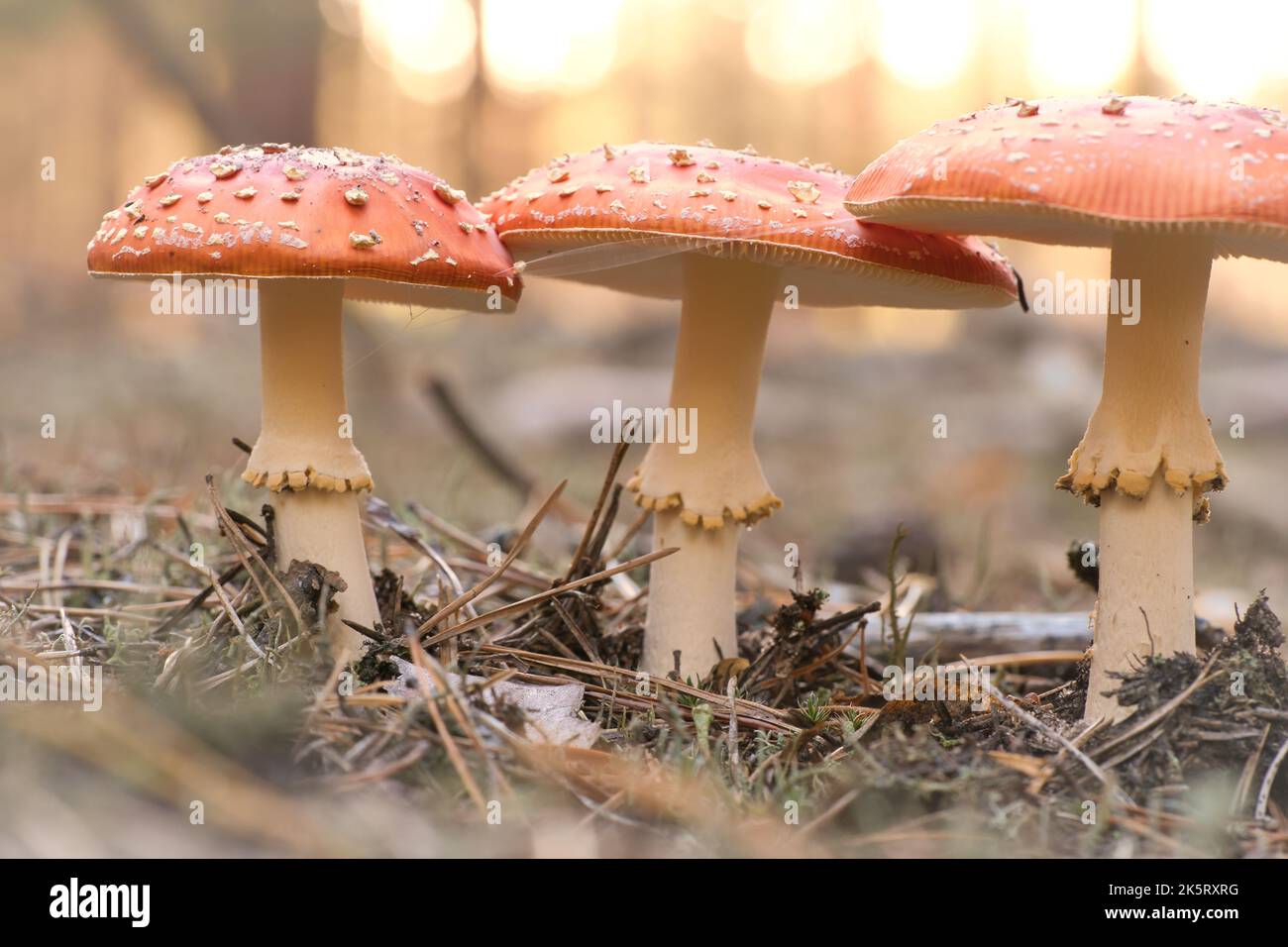 Kröten am Boden eines Nadelwaldes im Wald. Giftiger Pilz. Rote Mütze mit weißen Flecken. Nahaufnahme der Natur im Wald Stockfoto