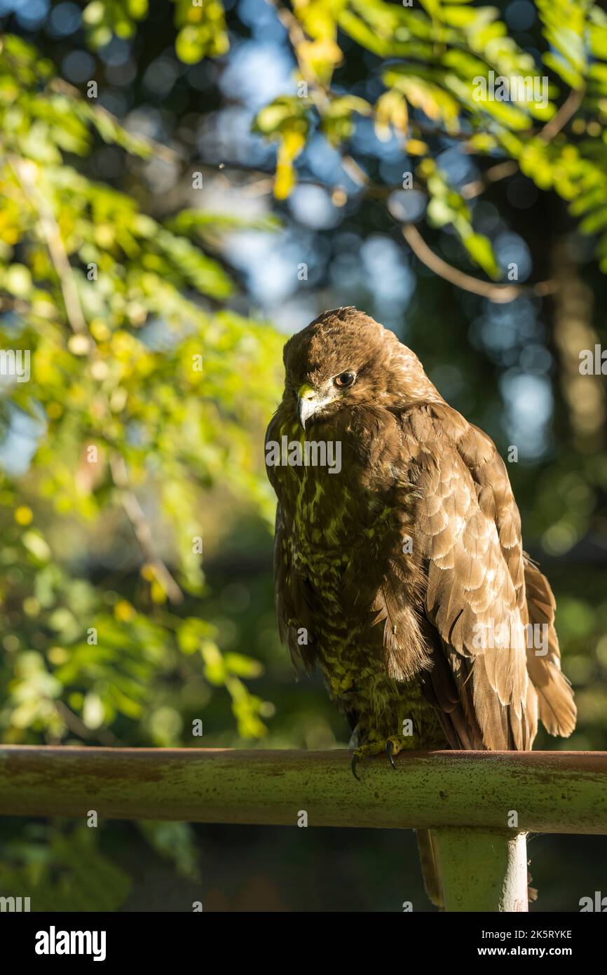 Ein Bussard sitzt auf dem Geländer einer Brücke Stockfoto
