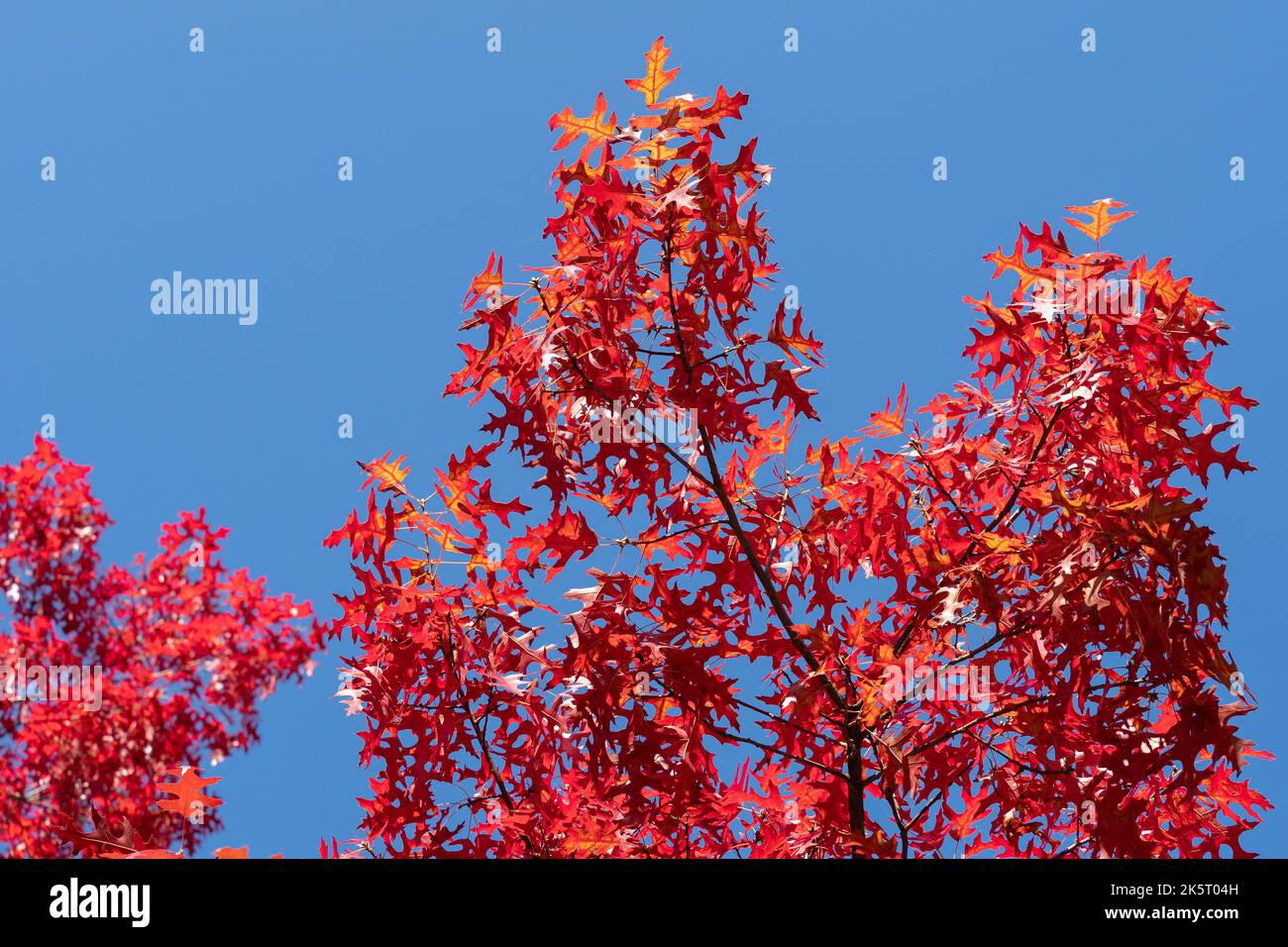 Rote Herbstblätter der Eiche (Quercus palustris) Stockfoto