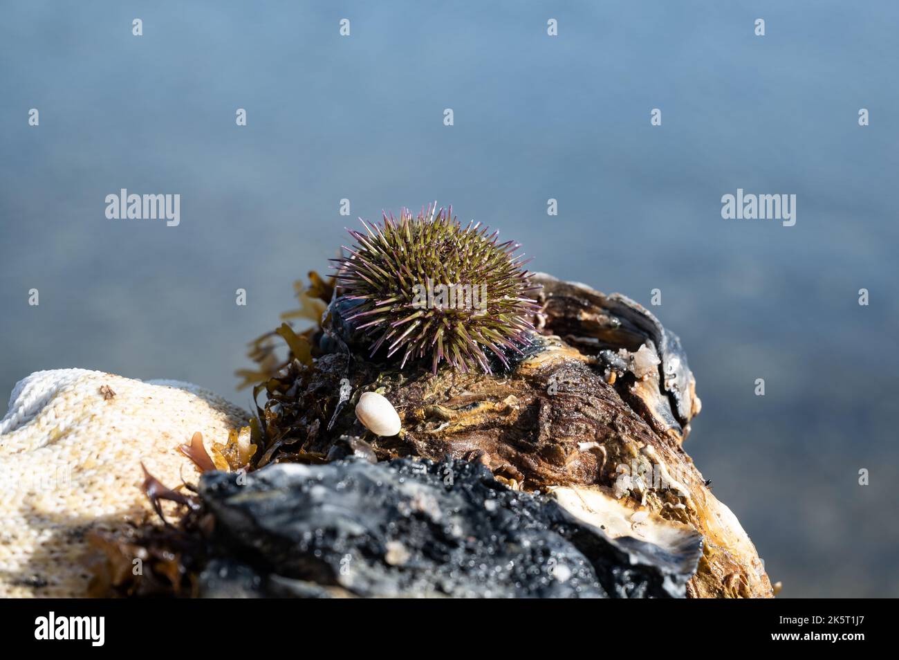Grüner Seeigel oder Uferseeigel (Psammechinus miliaris) auf einer Austernschale Stockfoto