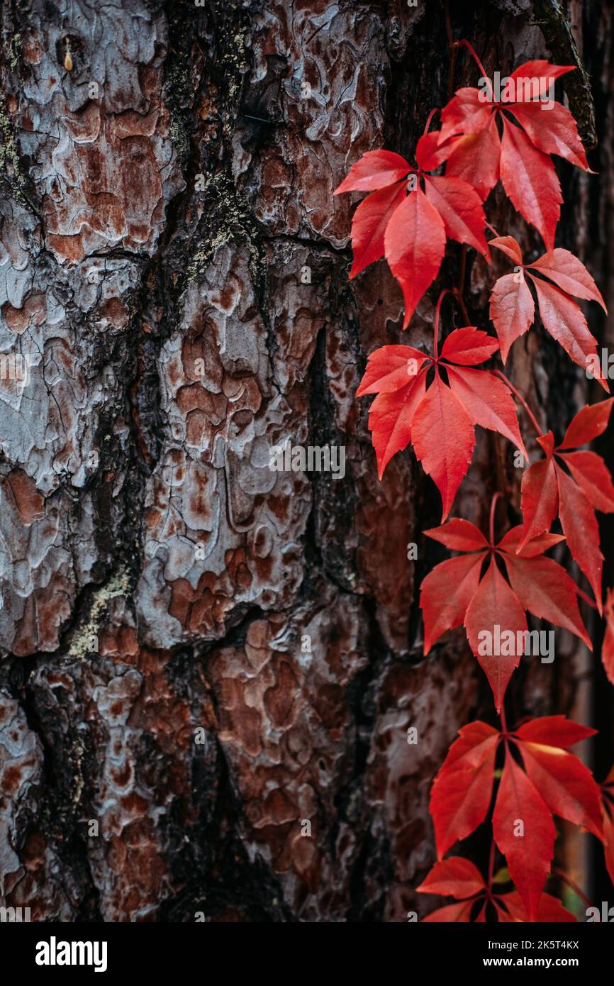 Herbsthintergrund Baumrinde mit roten Virginia kriechend Blätter. Parthenocissus quinquefolia, Virginia Creeper, Woodbine rote Blätter auf dem Baum Stockfoto
