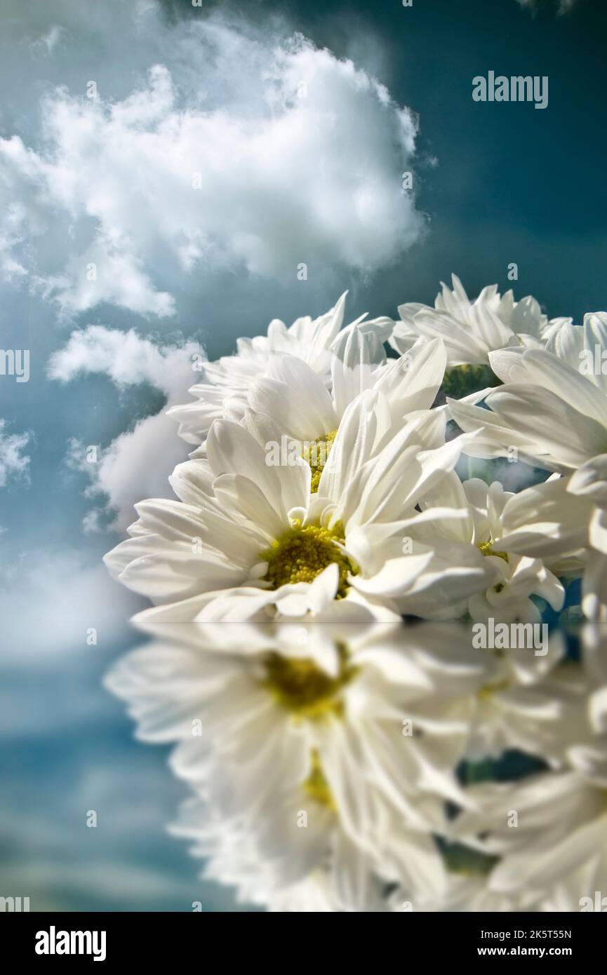 Romantische Gänseblümchen Blumen weißen Chrysantheme mit Himmel mit Spiegelung Wirkung wie blumig floralen Hintergrund Stockfoto