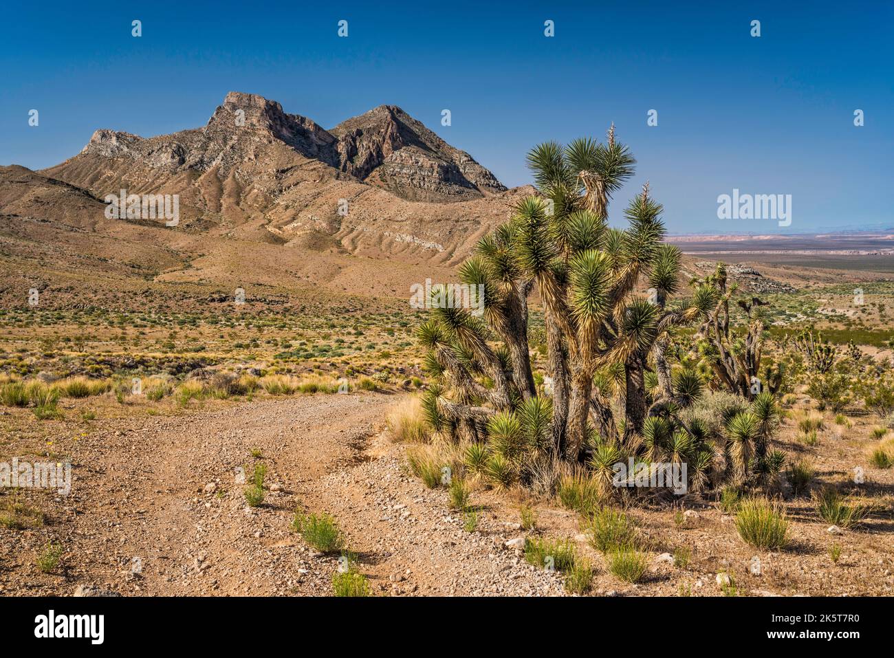 Joshua Trees, Feldweg in der Nähe des Joshua Tree Naturgebiets, Bulldog Knolls, Beaver Dam Mountains, Mojave Desert, Utah, USA Stockfoto