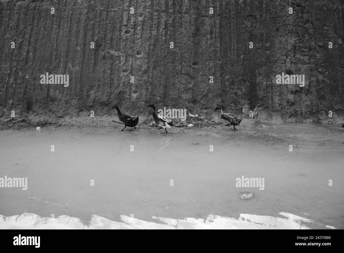 Drei Enten, Monochromes Foto von drei Enten, die in der Nähe einer Pfütze im Gebiet von Cikancung - Indonesien laufen Stockfoto