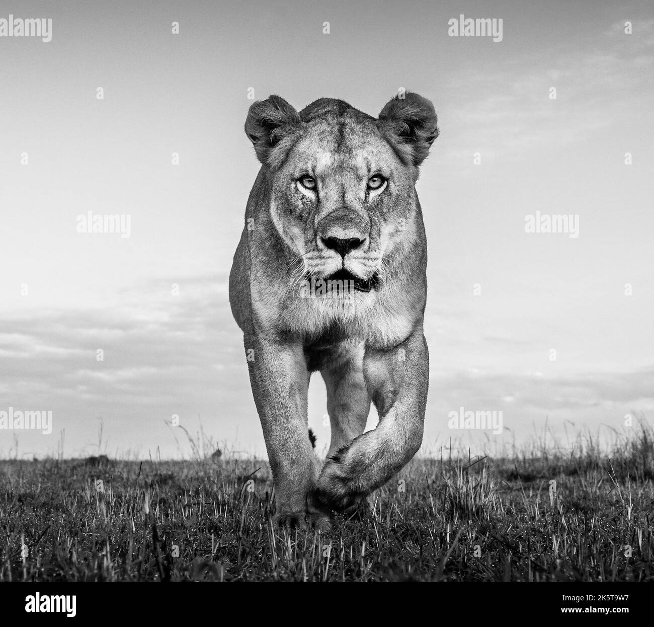 Eine zornige Löwin rückt vor. Afrika: DIESE UNGLAUBLICHEN Bilder eines britischen Fotografen erfassen das ganze Drama der afrikanischen Tierwelt aus Sparring-Zebras Stockfoto