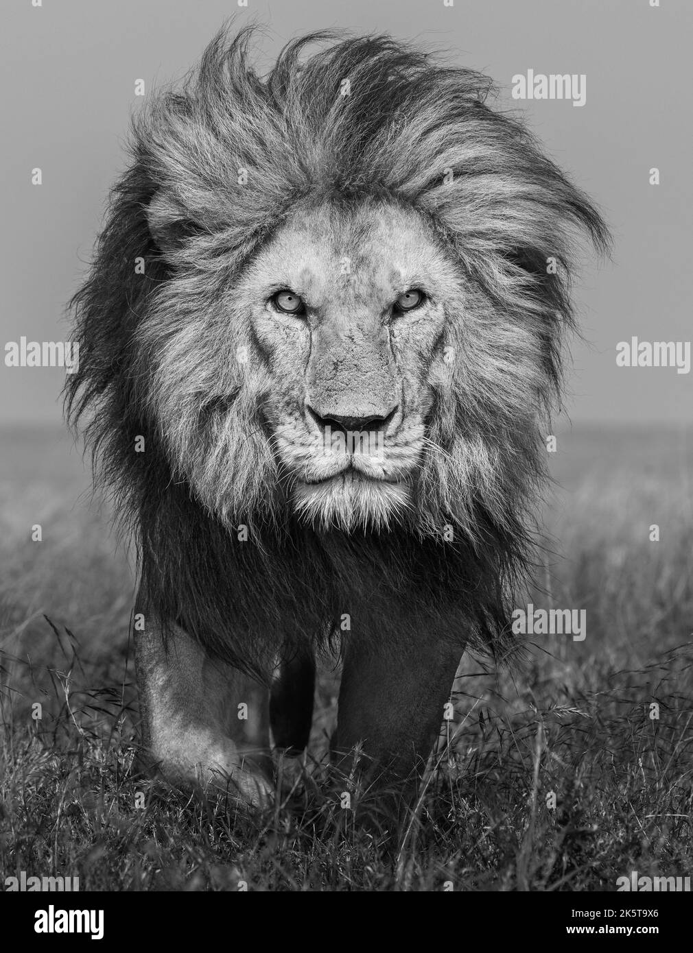 Eine wütende Löwin erhebt Anklage gegen die Kamera. Afrika: DIESE UNGLAUBLICHEN Bilder eines britischen Fotografen erfassen das ganze Drama der afrikanischen Tierwelt aus dem Spa Stockfoto