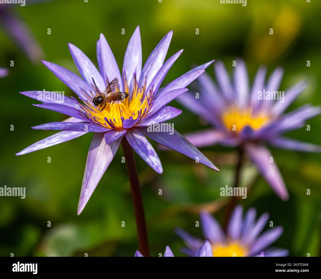 Eine Biene, die auf einer violetten Seerosenblume sitzt Stockfoto