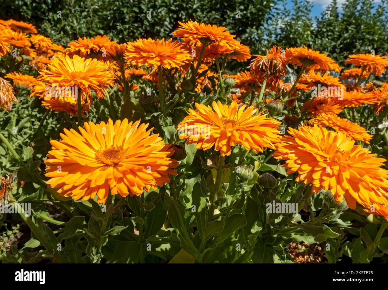 Nahaufnahme der orangefarbenen Calendula officinalis Topf Ringelblume Ringelblumen Blüte wächst im Sommer England GB Großbritannien Stockfoto