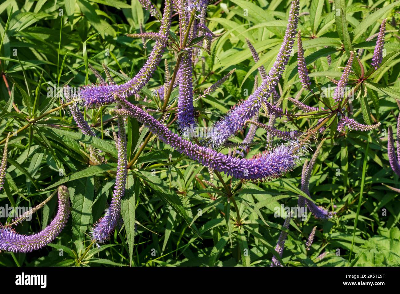 Nahaufnahme von violett lila Flieder Veronicastrum virginicum culvers Wurzelblumen Blüte wächst im Sommer England Großbritannien Stockfoto