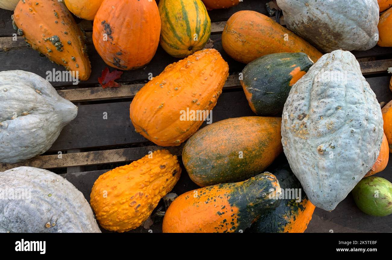 Blue Hubbard Squash frisch von einem Bauernmarkt an einem kühlen Herbsttag in Kanada Stockfoto