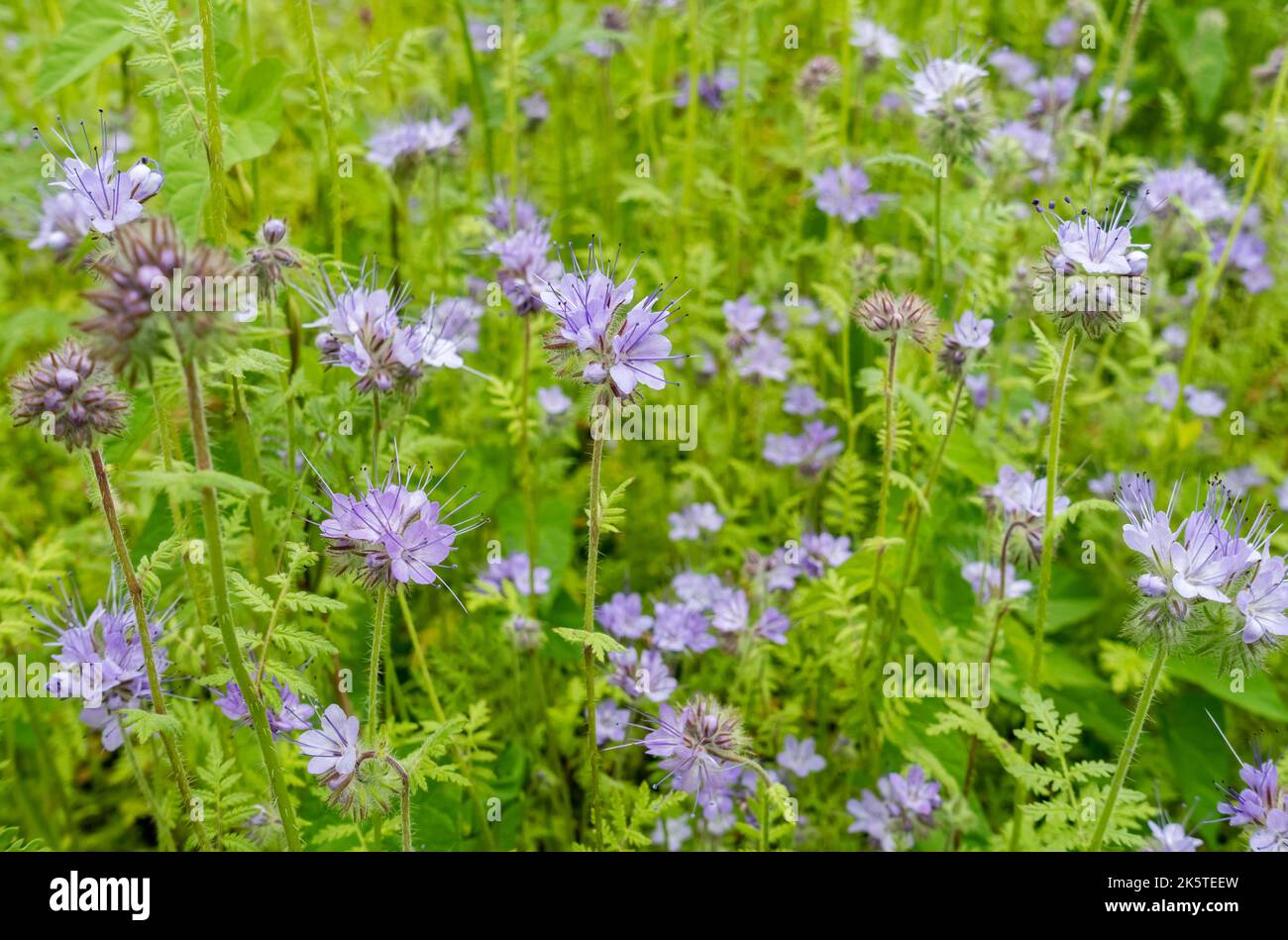 Nahaufnahme von violetten Phacelia tanacetifolia Blumen Blume blühende Pflanzen Pflanzen wachsen im Sommer in der Grenze England Vereinigtes Königreich Großbritannien Stockfoto