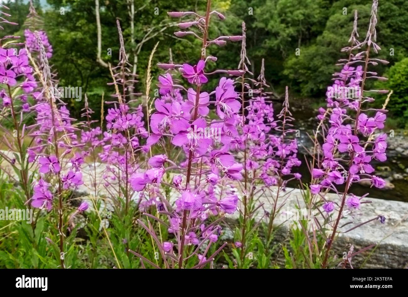 Nahaufnahme von rosa Rosebay Willowhere Wildblumen Blumen blühende Blüten wächst im Sommer England Großbritannien Großbritannien Großbritannien Großbritannien Großbritannien Großbritannien Großbritannien Großbritannien Großbritannien Großbritannien Großbritannien Großbritannien Großbritannien Großbritannien Großbritannien Großbritannien Großbritannien Großbritannien Großbritannien Großbritannien Großbritannien Großbritannien Großbritannien Großbritannien Stockfoto