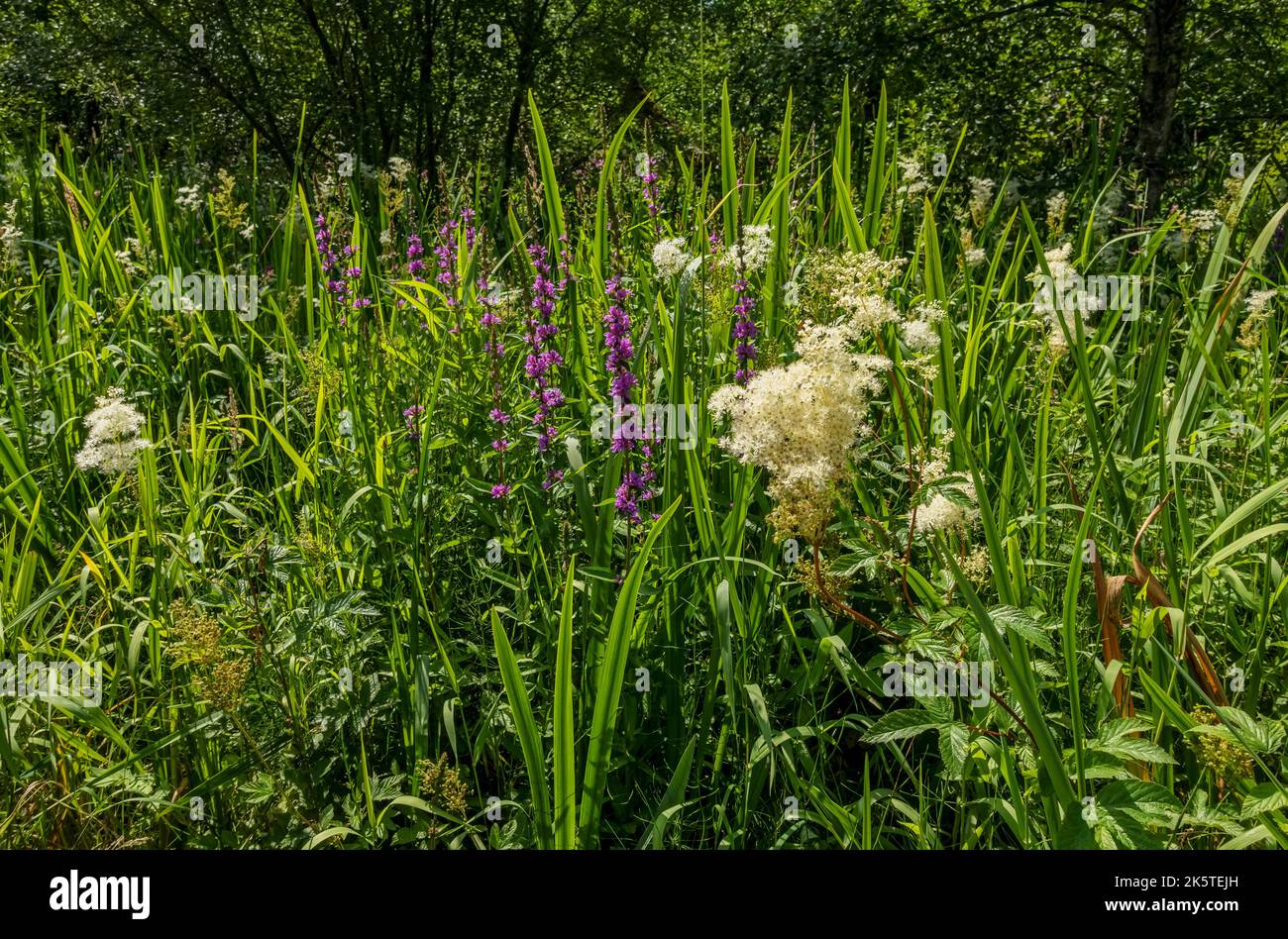 Nahaufnahme von weißen Mädesüß-Filipendula ulmaria und purpurnen Blütenstreifen Lythrum salicaria Wildblumen, die im Sommer in Großbritannien in sumpfigen Gebieten wachsen Stockfoto