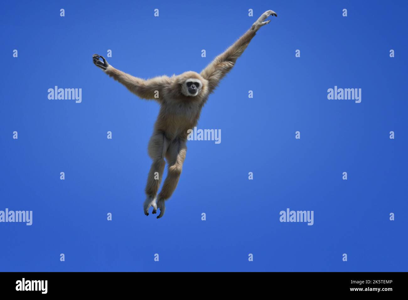 Springlar-Gibbon oder Weißhand-Gibbon (Hylobates-lar), Südostasien Stockfoto