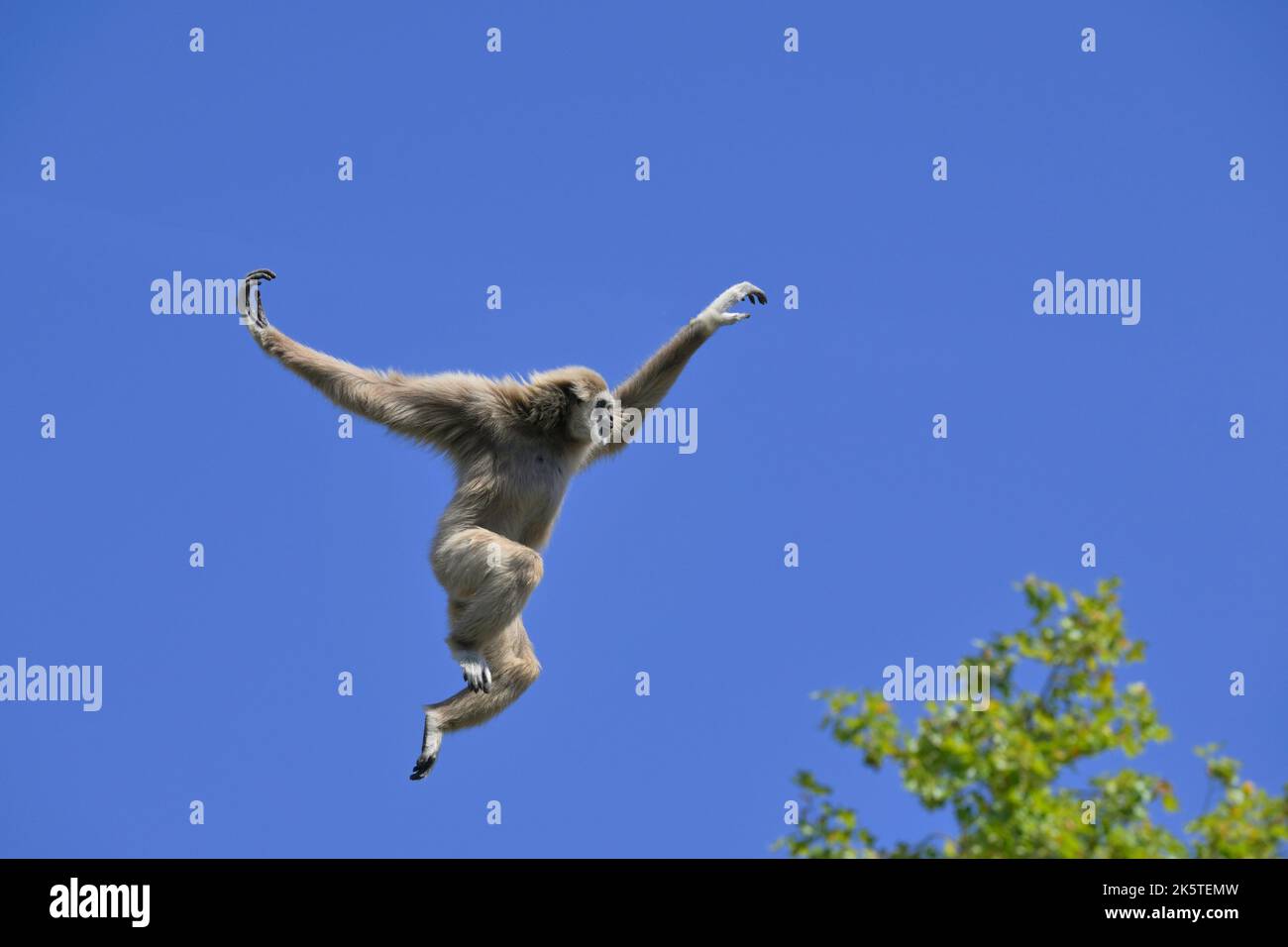 Springlar-Gibbon oder Weißhand-Gibbon (Hylobates-lar), Südostasien Stockfoto