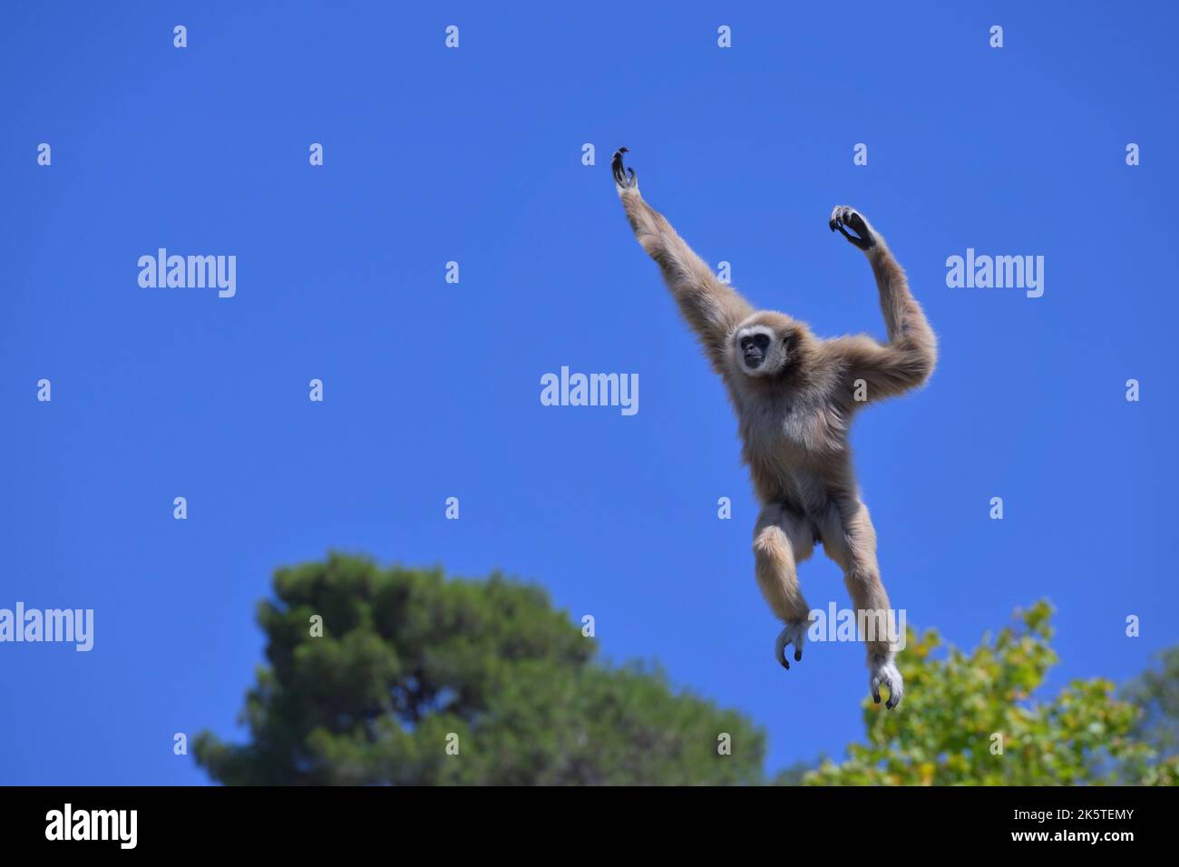 Springlar-Gibbon oder Weißhand-Gibbon (Hylobates-lar), Südostasien Stockfoto