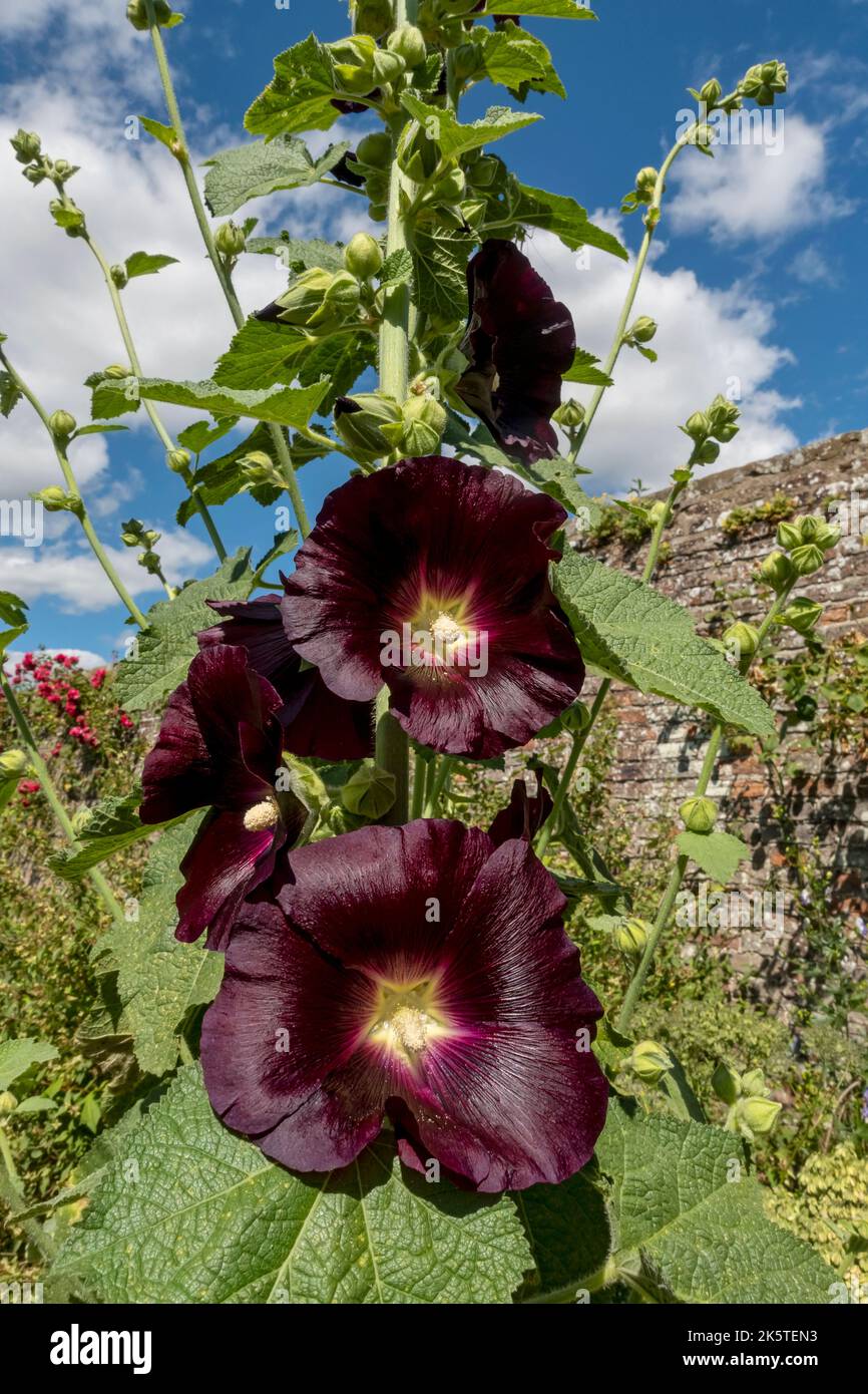 Nahaufnahme von alcea rosea dunkelrote Hollyhock-Pflanze Blumenblumen Blütenkopf wächst in einer Grenze im Sommer England Großbritannien GB Großbritannien Großbritannien Stockfoto