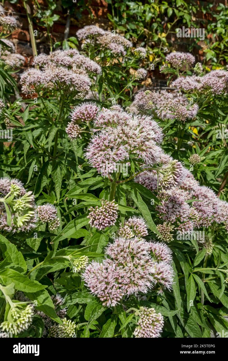 Atropurpureum asteraceae Pink eupatorium maculatum blüht in einer Gartengrenze im Sommer England Vereinigtes Königreich GB Großbritannien Stockfoto