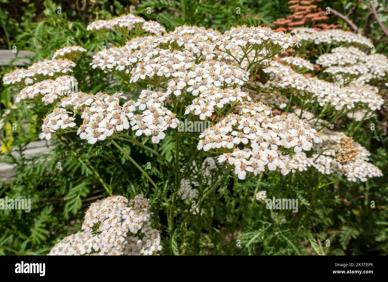 Nahaufnahme von Schafgarben-weißen achillea millefolium asteraceae-Pflanzen, die Blumen wachsen, die im Sommer in einer Gartengrenze blühen England GB Großbritannien Stockfoto