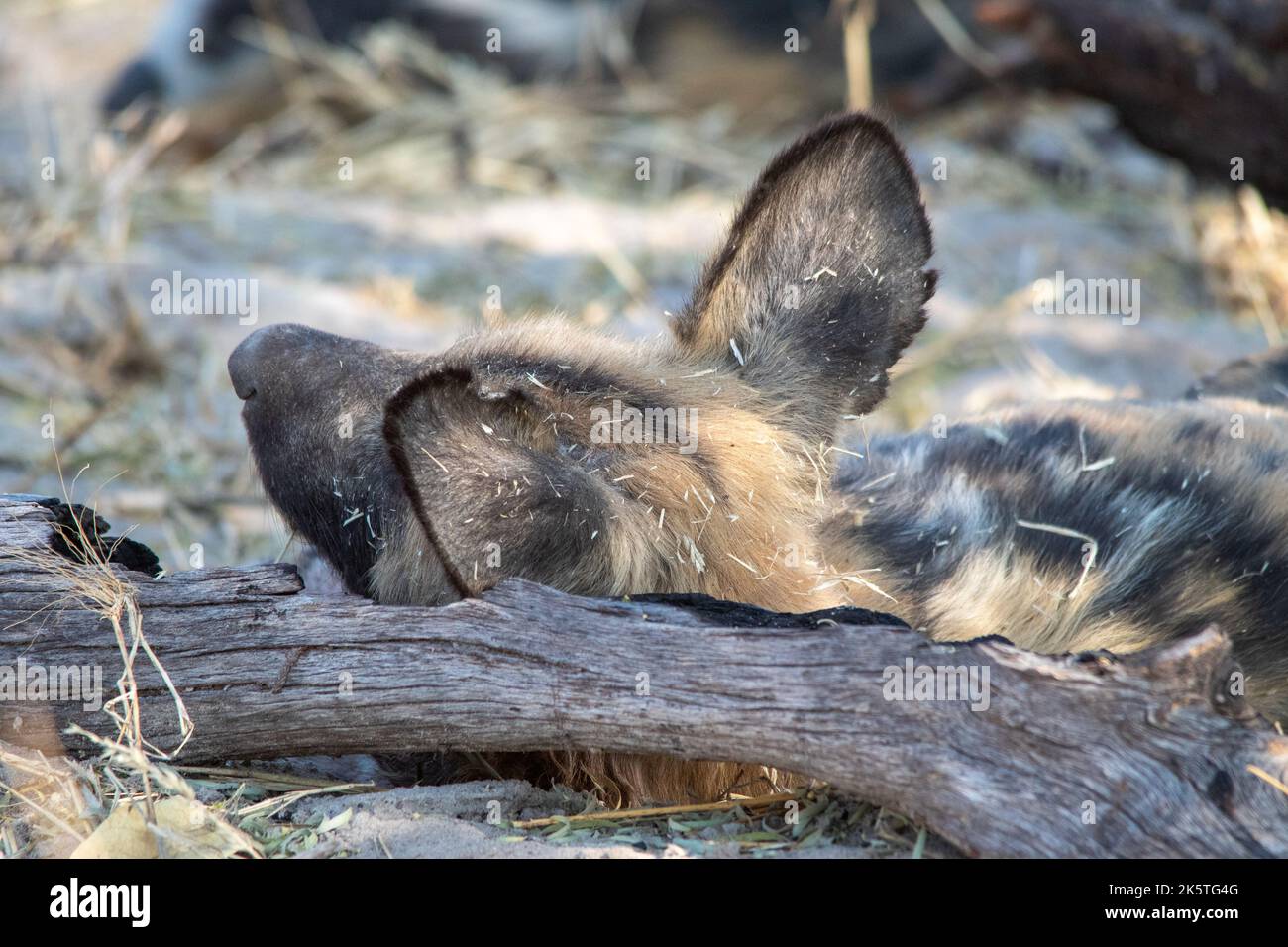 Der afrikanische Wildhund ruht seinen Kopf auf einem Baumstamm, während er außerhalb der Familienhöhle liegt Stockfoto