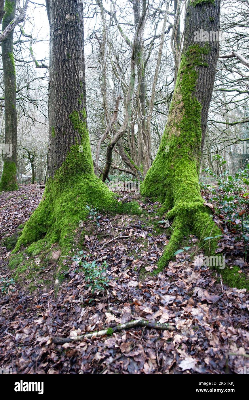 Moos bedeckte Bäume in Waldwäldern, wheathampstead hertfordshire england Stockfoto