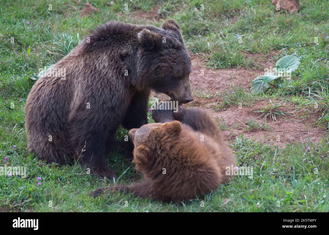 Braunbär Mutter und Kind spielen im Gras Stockfoto