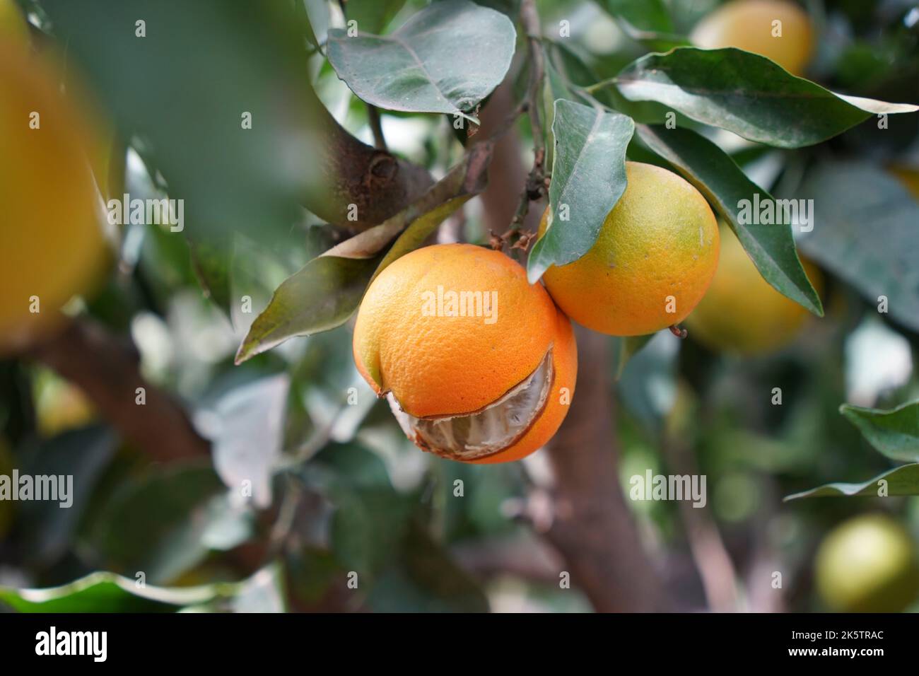 Orange aufgespalten auf dem Baum, Spanien. Stockfoto