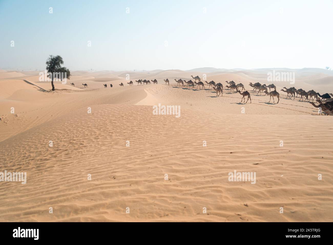 Wüste von abu dhabi Stockfoto