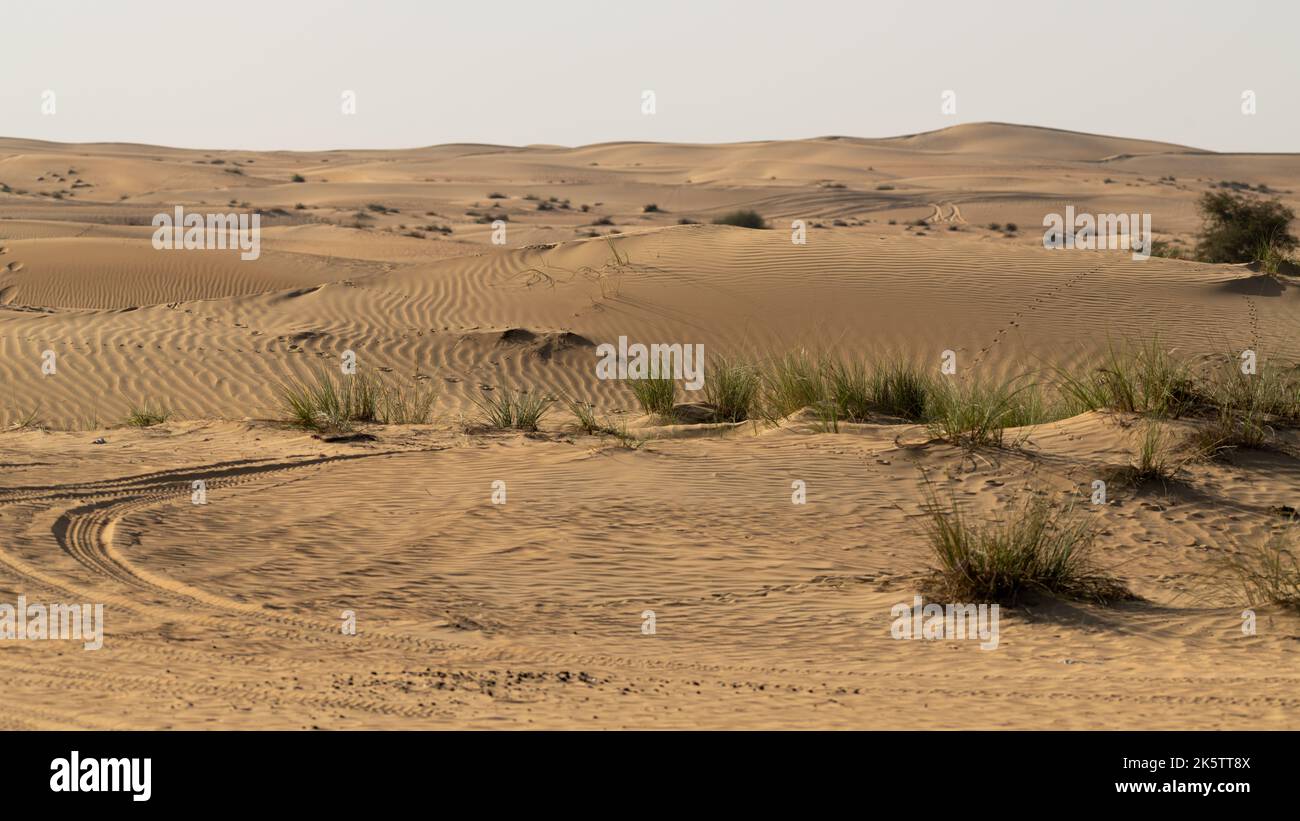 Wunderschöne Aussicht auf die Wüstenlandschaft mit Sanddünen und Wüstenvegetation, die in den Flecken des Al Marmoom Wüstenschutzgebiets bei Al Qu wächst Stockfoto