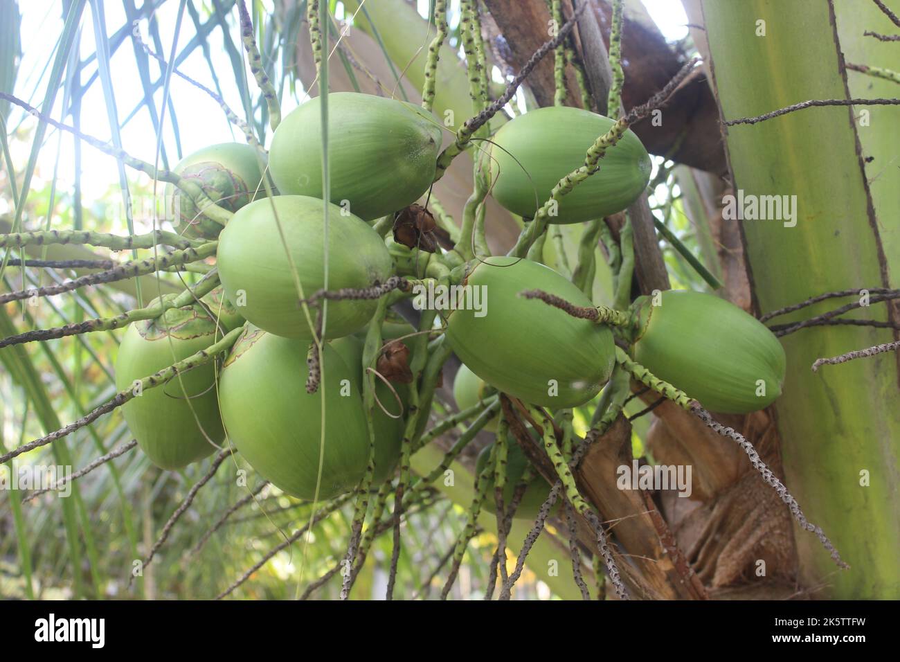 Selektiver Fokus auf schöne Kokosnussfrüchte, die am Baum hängen. Gut für die Gesundheit. Stockfoto