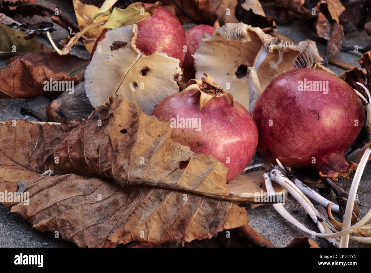 Granatäpfel, Blätter und Pilze Stockfoto