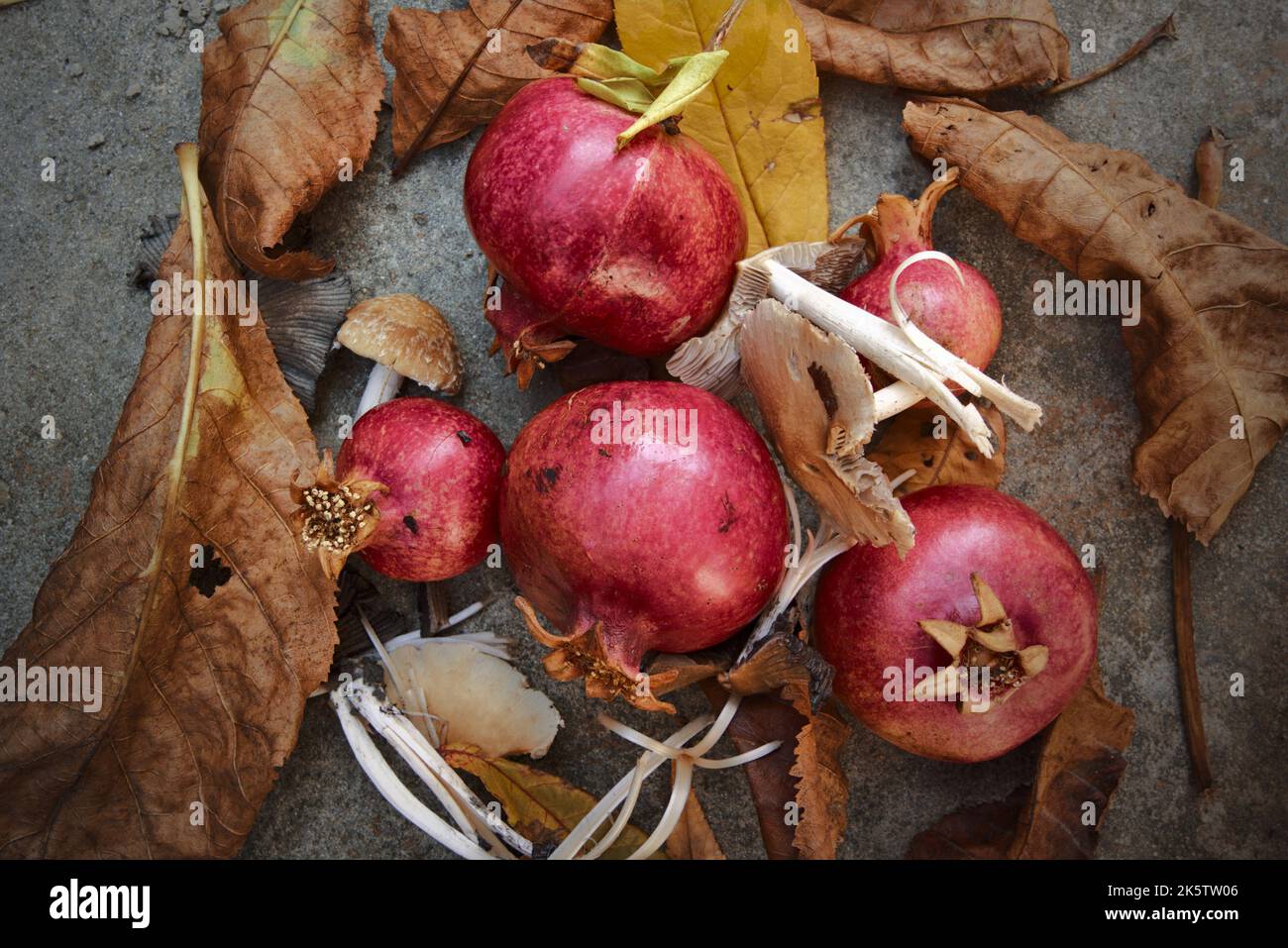 5 Granatäpfel, Blätter und Pilze Stockfoto