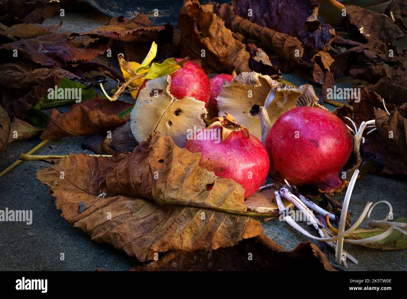 Granatäpfel, Blätter und Pilze Stockfoto