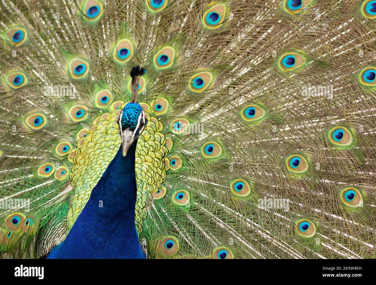 pfau mit seinem Schwanz geöffnet mit bunten Federn Stockfoto