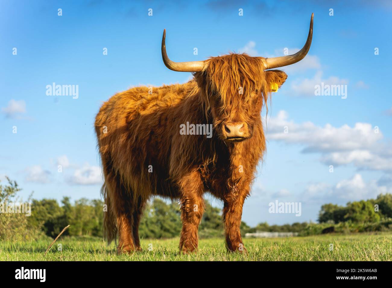 Highlander Kühe in den Dünen von Wassenaar in den Niederlanden. Stockfoto