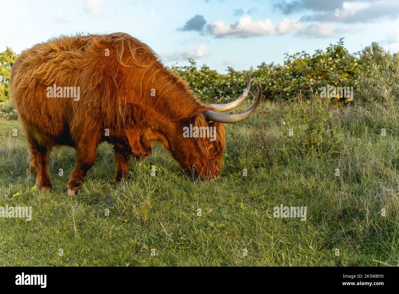 Highlander Kühe in den Dünen von Wassenaar in den Niederlanden. Stockfoto