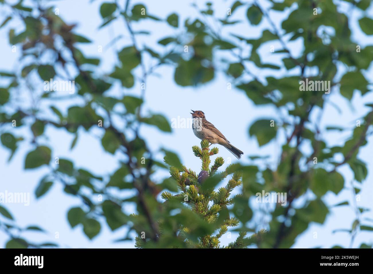 Nördlicher Vogel, kleine Fliege hoch oben und singend an einem Sommermorgen in Finnland Stockfoto