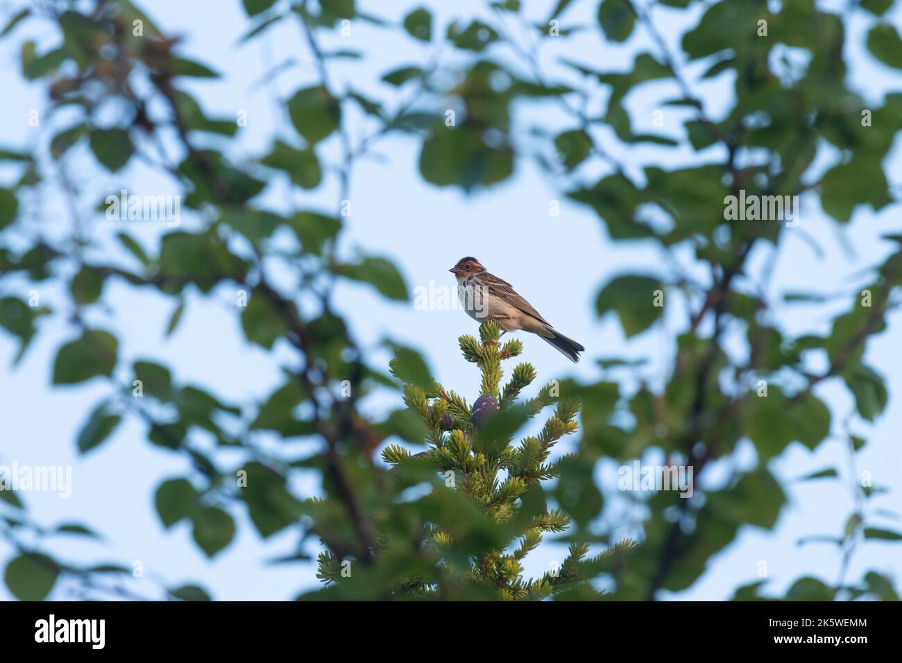Nördlicher Vogel, kleine Fliege, hoch oben an einem Sommermorgen in Finnland Stockfoto